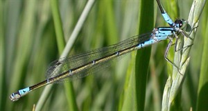 Variable Bluet females with a blue 'tail light'!